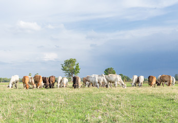 Obraz premium Cows grazing on a green summer meadow at sunny day