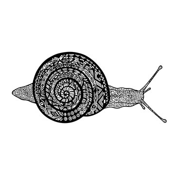Hand drawn snail on white background. Vector doodle snail