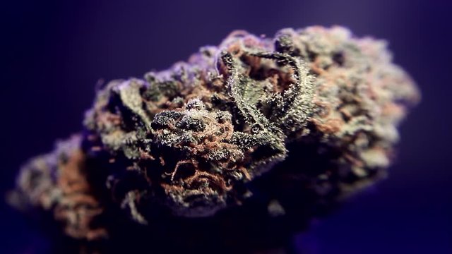 This video is about bud in close up with colored light
