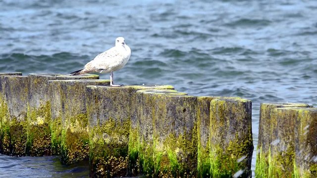 Möwe auf Buhne in der Ostsee 
