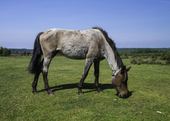 wild horses in new forest