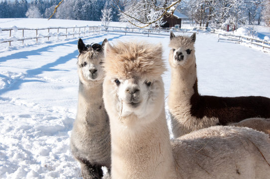 Llamas (Alpaca)