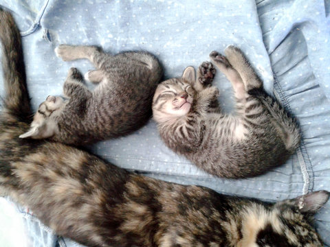 two gray tabby kitten sleeping