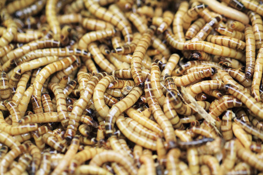 fresh living worms