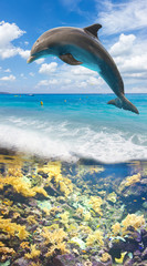 Seascape with Dolphin © neirfy