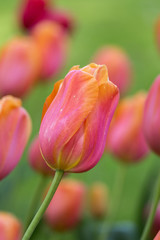 Beautiful purple,yellow tulips in spring