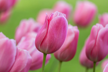 Obraz na płótnie Canvas Beautiful purple tulip in spring