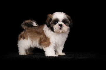 Chiot Shih-Tzu en studio