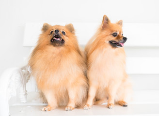 Pomeranian portrait. A two cute dogs are sitting in a photoshoot mouth shut. Image taken in a studio. The dog breed is The Pomeranian often known as a Pom or Pom Pom.
