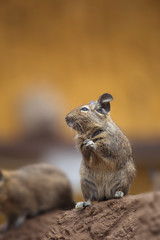 degu walk with his fellow
