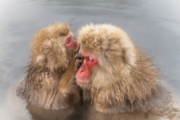Naklejka premium 湯けむりのおさるさん Japanese monkey in the hot spring