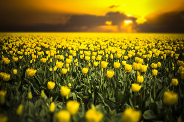Rows of yellow tulips