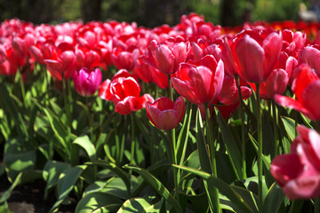 Beautiful bouquet of pink