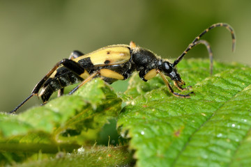 Spotted longhorn beetle (Rutpela maculata) nectaring on flower. Yellow and black insect in the family Cerambycidae, notable for extremely long antennae