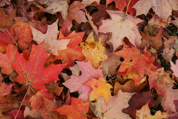 Background of Autumn Maple Leaves