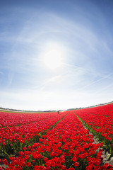 field with red tulips