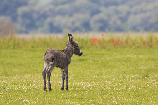 Baby donkey on the meadow