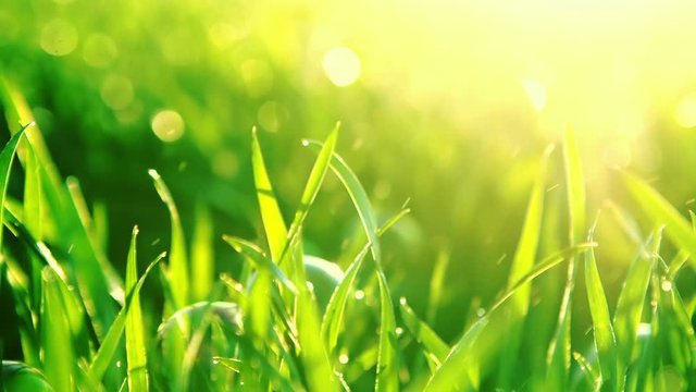 Green grass under rays of sun. Closeup, shallow DOF. RAW video record.
