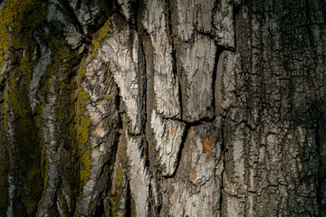 Tree bark. Beautiful natural background