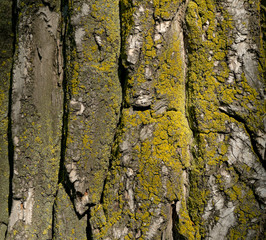 Tree bark covered with moss
