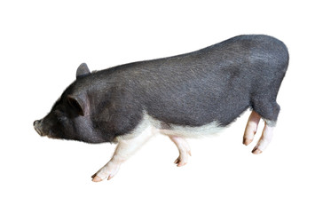 Vietnamese Potbelly Pig