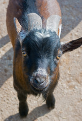Fototapeta premium Portrait of goat