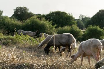 Lambs grazing in a meadow. Greece, Attica