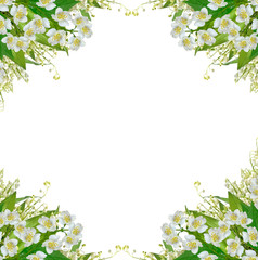 Obraz na płótnie Canvas White jasmine flower.
