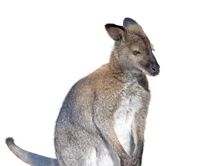 Photo sur Plexiglas Kangourou kangourou gris isolé sur fond blanc