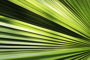 Beautiful green palm leaf close-up growing outdoors. Soft and blur conception