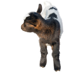 small beautiful goat