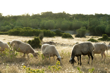 Naklejka na ściany i meble Lambs grazing in a meadow. Greece, Attica