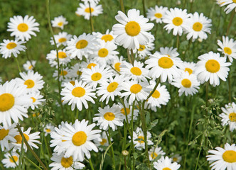 Margeriten,  Leucanthemum, Wiese