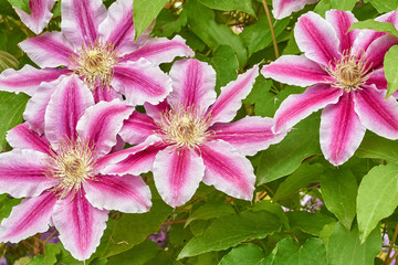 Clematis