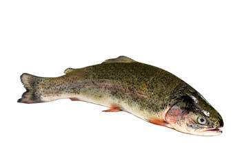 Trout on a white background