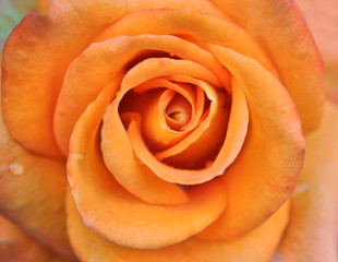 Beautiful Orange Rose Flower With Dew On Petals