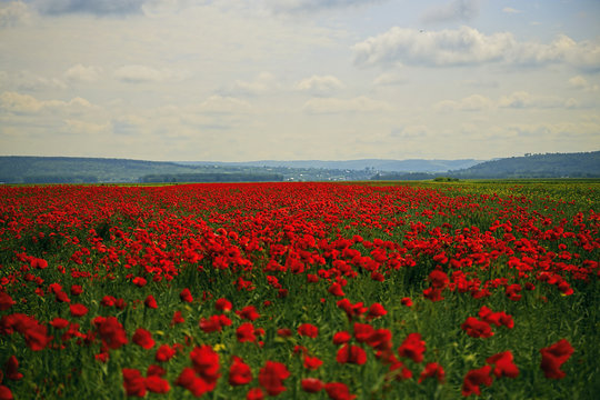 beautiful poppy flowers landscape © Valiphotos