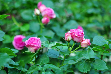Beautiful Pink Roses Flowers Outdoor, Spring Blossom