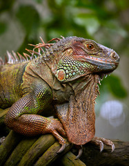 Green Iguana reptile