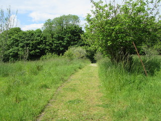 Grassy path 