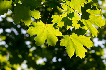 Green Maple leaves with blurred background