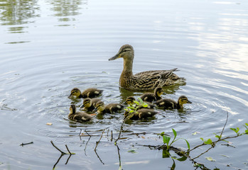 wild duck and little ducklings on the lake in the woods