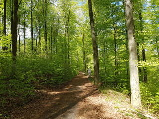 Obraz premium Buchenwald, Nationalpark, Kellerwald-Edersee