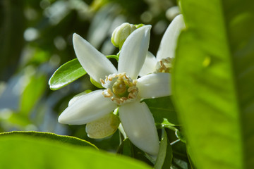 Orange blossom flowers in mediterranean tree