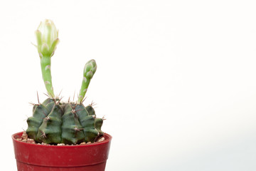 Gymnocalycium cactus, Gymnocalycium cactus isolate in white background with blooming flower