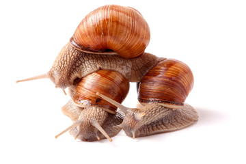 Three snail crawling on a white background closeup