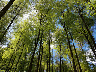 Buchenwald, Nationalpark, Kellerwald-Edersee