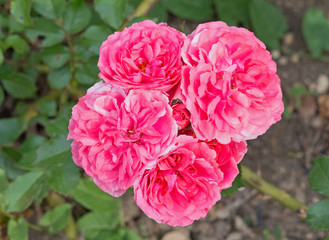Beautiful flower of rose