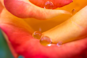 Fototapety  Czerwona żółta róża w letnim deszczu