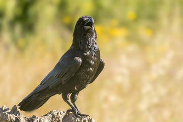 corvus corax